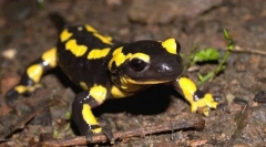 Oheň salamander