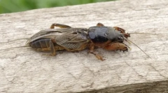 Záhrada medveda: mystery meno