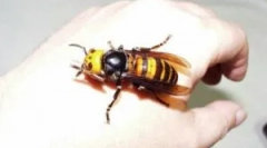 Obrovský a nebezpečný oss pre človeka