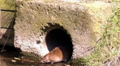 Obrovské mutantné potkany sú zaplavené vo veľkej británii