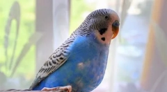 Oh, títo pernaté tanečníci: video, kde papagáj tanec indického tanca