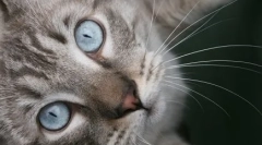 Má azles: modrooký zázrak