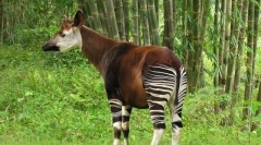 Oga - lesná žirafa z legiend