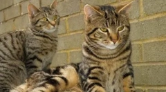 Color tabby: odhaliť všetky tajomstvá