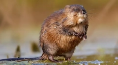 Ondatra (foto) - propagačný plavec hlodavec