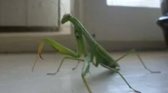 Je mantis nebezpečný pre muža?