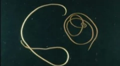 Je to nebezpečné parazitské vlasy kôň