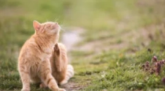 Či je ušné ušné mačky nebezpečné?