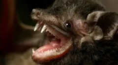 Je to nebezpečné pre netopiere?