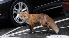 Nebezpečné zvieratá s najviac neškodným a roztomilým vzhľadom