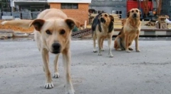 Nebezpečné zvieratá