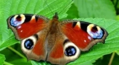 Popis a životný štýl motýľ páv oči