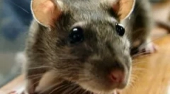 Popis a životný štýl