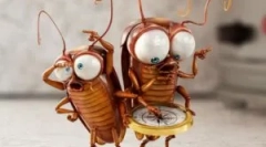 Popis a budovanie švábov