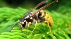 Popis, budovanie a životný štýl oss