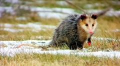 Oposatsum (foto): zábavné dieťa