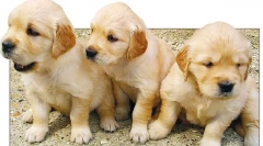 Nádory obličiek a močového mechúra