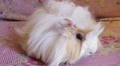 Skúsenosti s údržbou morčiat jednej z našich čitateľov