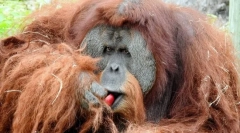 Orangutan sumatrian