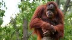 Orangutan