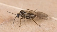 Orech a iné galérie