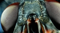 Hmyzové pocity orgánov