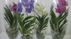 Orchid vanda
