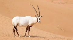Orix arabian