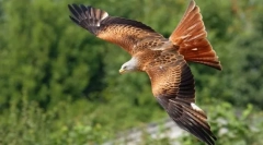 Eagles a falcons eurasia