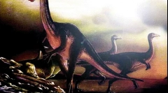 Ornithimus