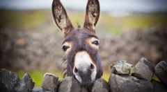 Oslík - divoký brat ishak