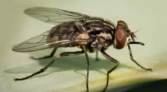 Jesenné lietanie obce