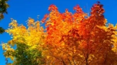 Jesenná liečba polykarbonátového skleníka