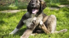 Golier kiltics puppy z bloch a tings