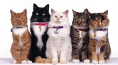 Golier z blocha a tings beafar (beaphar)