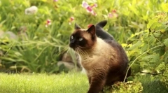 Golier z blchy a kliešťov pre mačky: ako si vybrať