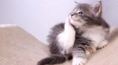 Golier z blchov a kliešťov pre mačiatko