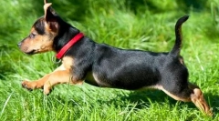 Golier kliešťov pre psov: čo lepšie?