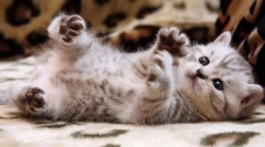 Kontrola budúceho maznáčika