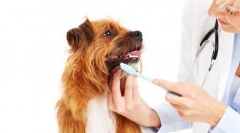 Kontrola a starostlivosť o psa