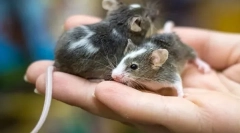 Hlavné rozdiely myši od potkana, aký je rozdiel a podobnosť