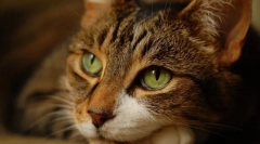 Základné dvere vlastníkov o mačkách