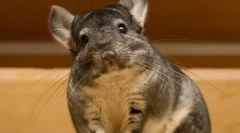 Vlastnosti a zaujímavé fakty o chinchillach