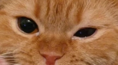 Vlastnosti liečby uvedených očí u mačiek