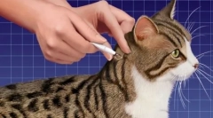 Drug ponúka priamy spot-on mačka