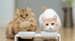 Vlastnosti spevák sterilizovaných mačiek