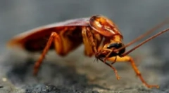 Vlastnosti chovu tarakanov