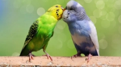 Vlastnosti chovu zvlnených papagájov