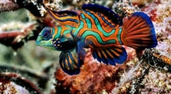 Čo závisí od farby rýb?