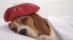 Aké ochorenia psi robia očkovanie